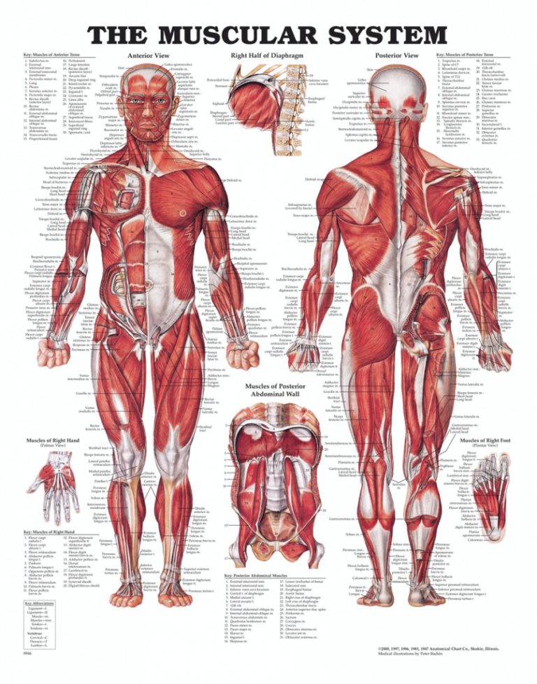 Anatomiplansch, Muskler (The muscular system)