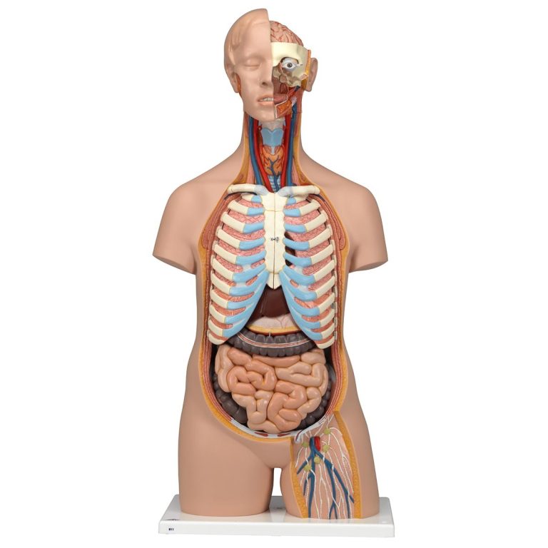 Detaljerad könlös torso-modell med 15 avtagbara delar (detaljerad hjärna och öppen rygg)