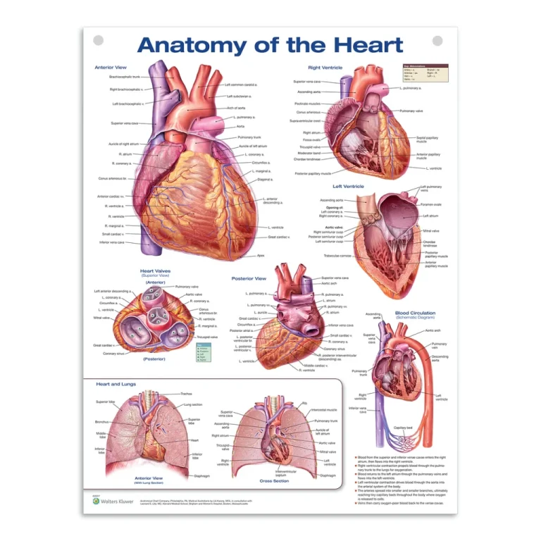 Hjärtats anatomi affisch poster i Högblank PET-plastfilm engelsk (Anatomy of the heart)