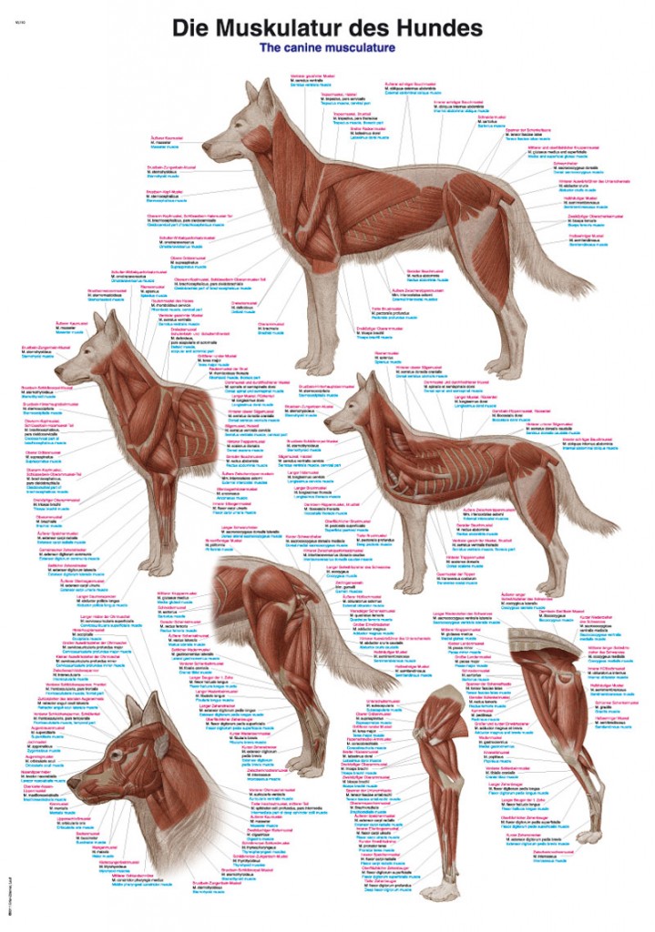 Hundens muskulatur 70x100 cm Affisch