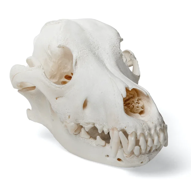Hundkranium (Canis domesticus)