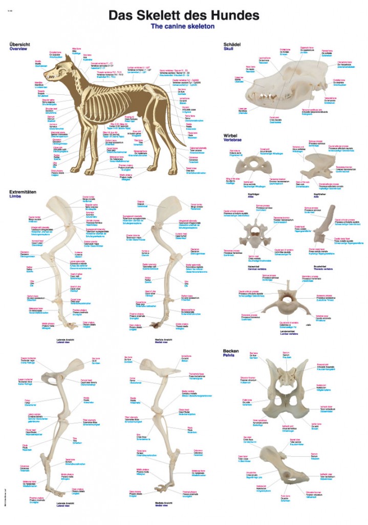 Hundskelett Anatomisk Affisch 70x100 cm