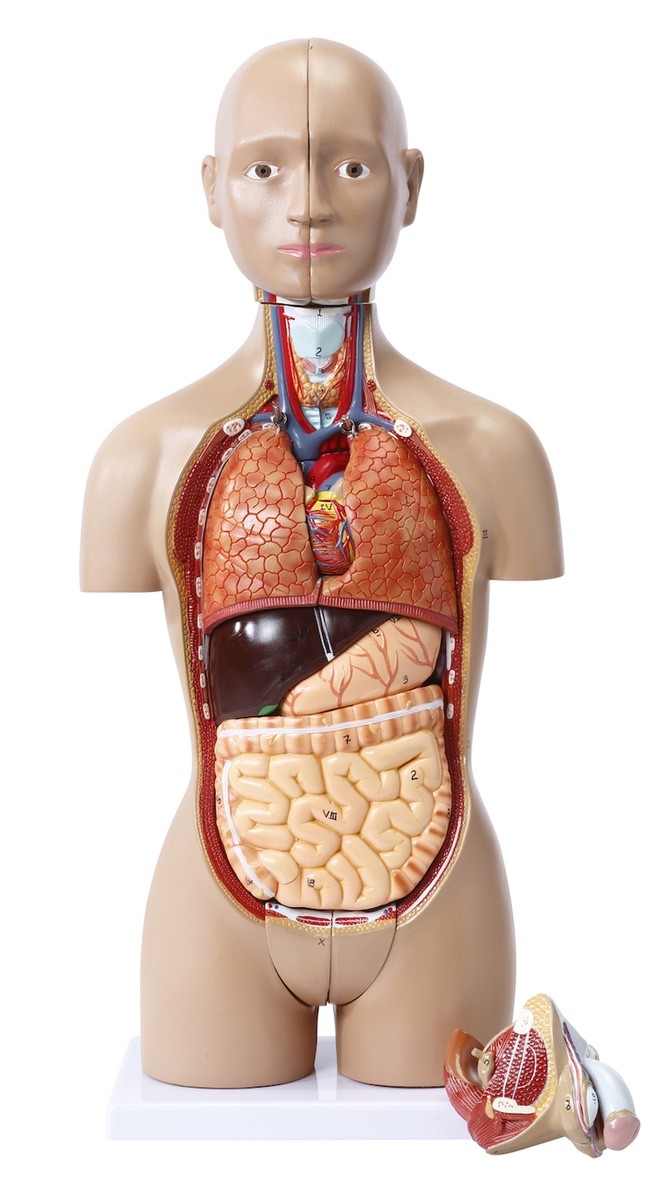 Mini torso med 15 delar och utbytbara genitalia