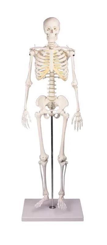 Miniatyr skelett 80cm, Tom