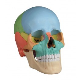 Osteopatisk Kraniummodell, 22 Delar, Didaktisk Version
