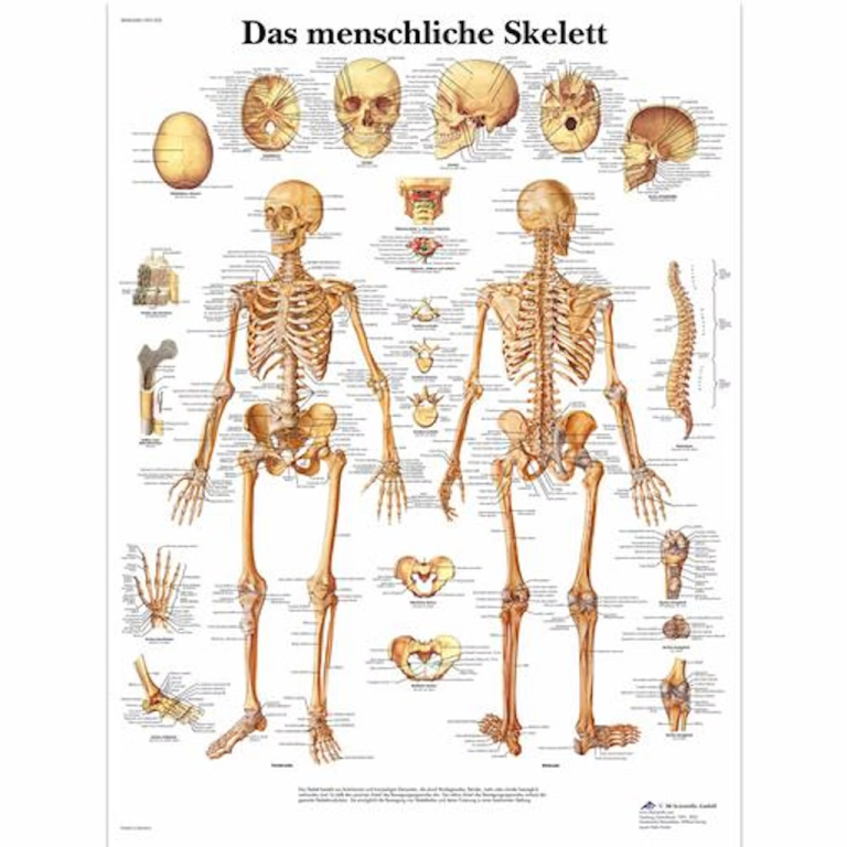Skelettet affisch ren latin 51x67 cm