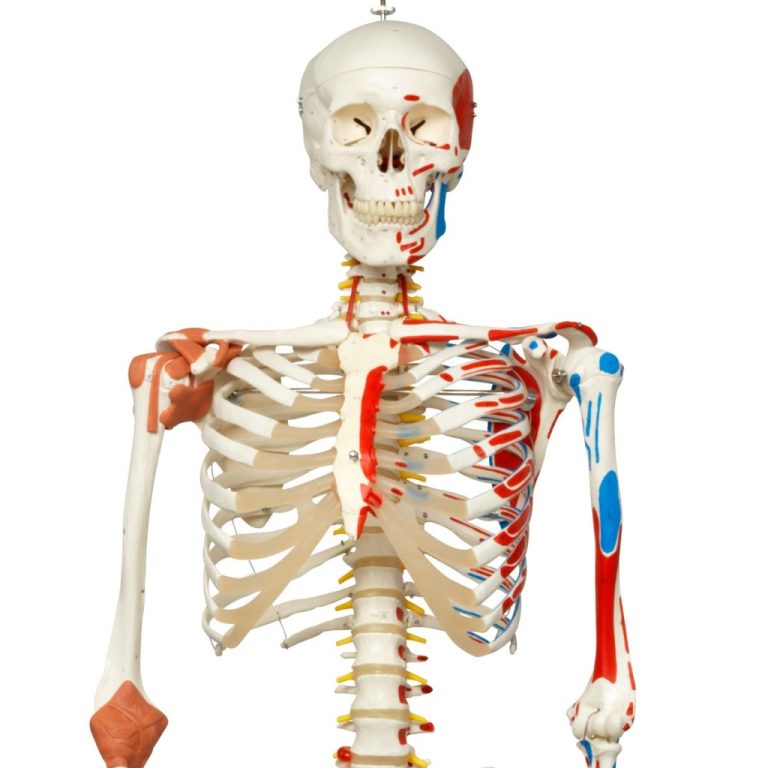 Skelettmodell med rörlig ryggrad, spinalnerver ledband m.m